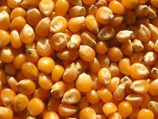 Maize grain products