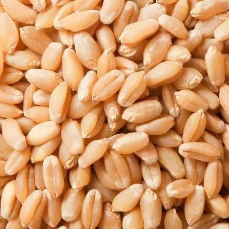 Wheat grain products
